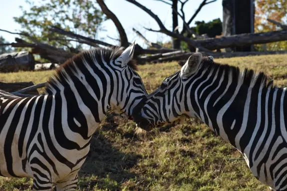 СлотсВентура Казино Поддръжка